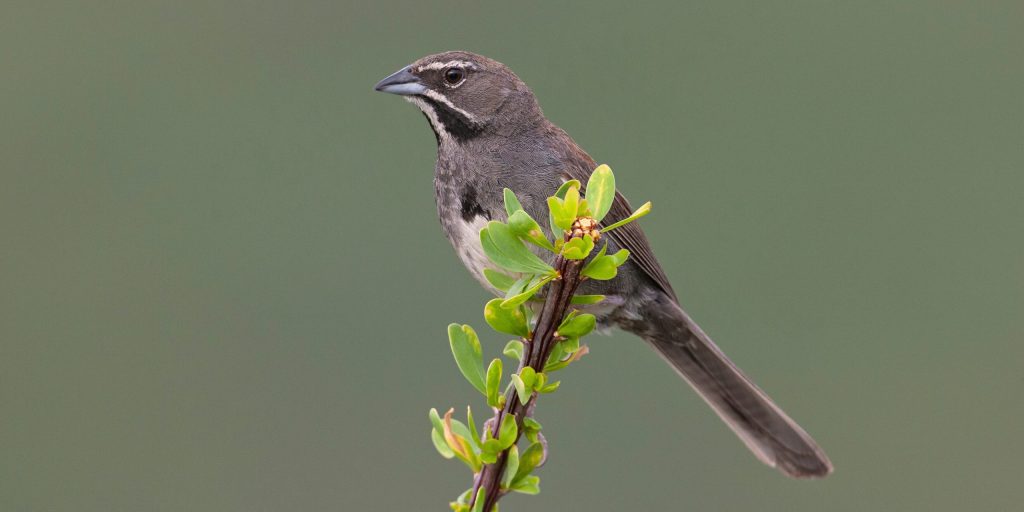 Five stripedSparrowb compressed scaled e1771425220735