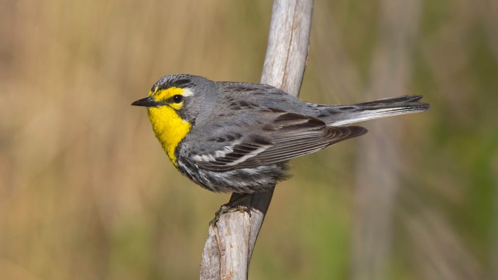 GracesWarbler2 e1572620029679