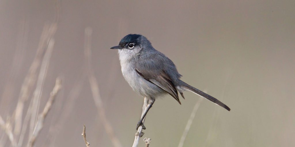CAGnatcatcher scaled fotor 2026021594129 2