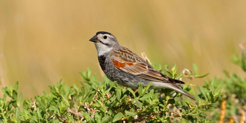 McCownsLongspur scaled fotor 2026021594529 2