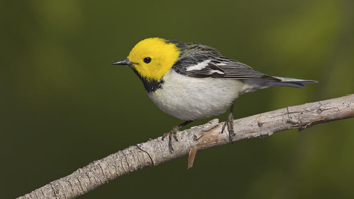 zcHermitWarbler4 fotor 2024030516619 2 1