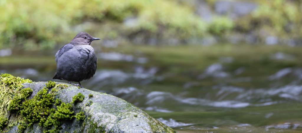 American Dipper © Brad Imhoff HERO e1764712695210