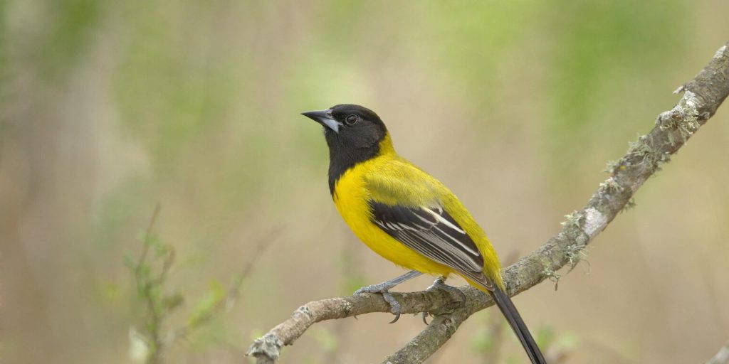 Audubon sOriole copy scaled fotor 2026021514321 2 e1771191164684