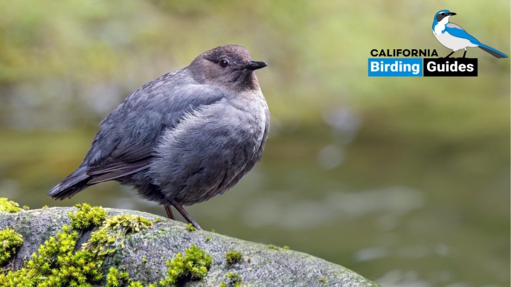 August 2025 Bird