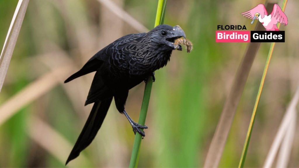 August 20254Bird