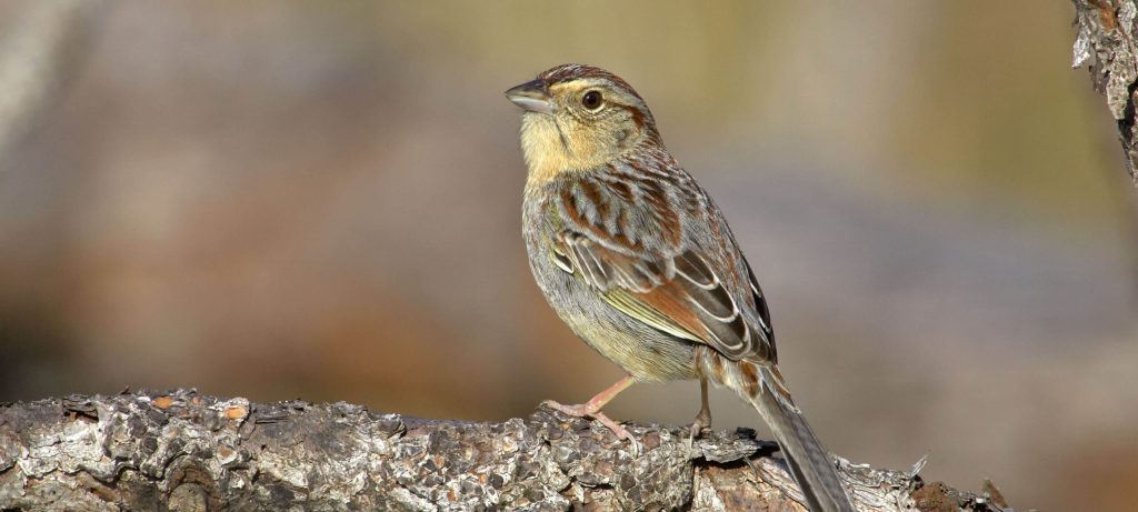 Bachman s Sparrow Hero © Robert Royse e1759772790531