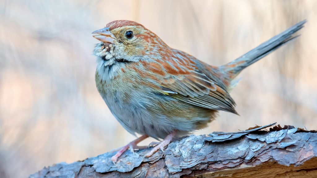 Bachman s Sparrow © Shailesh Pinto