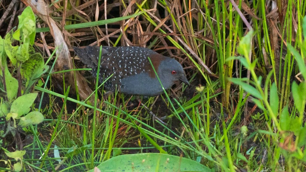 Black Rail © Kenny Miller