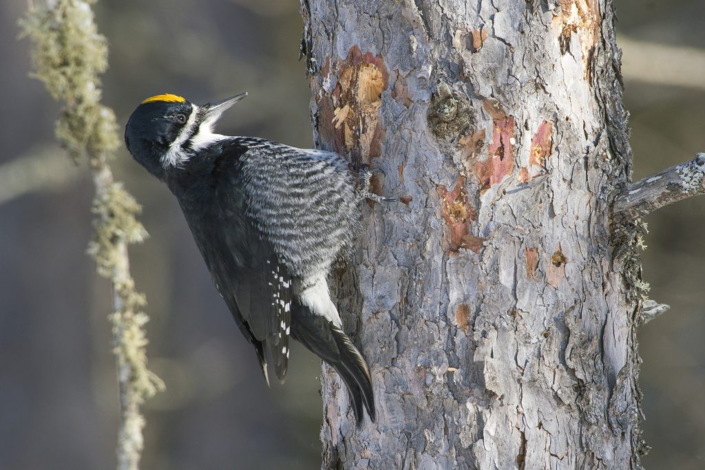 Black backed Woodpecker Bryan Calk Hero