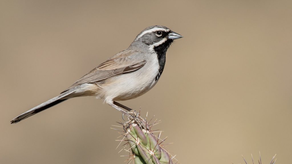 Black throated Sparrow © Jack Parlapiano