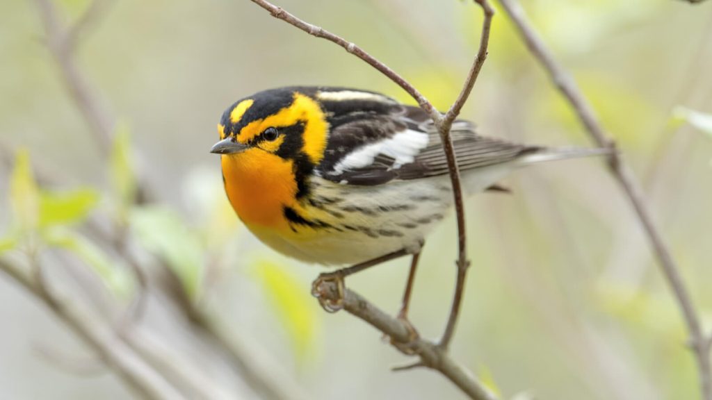 Blackburnian Warbler © Shailesh Pinto