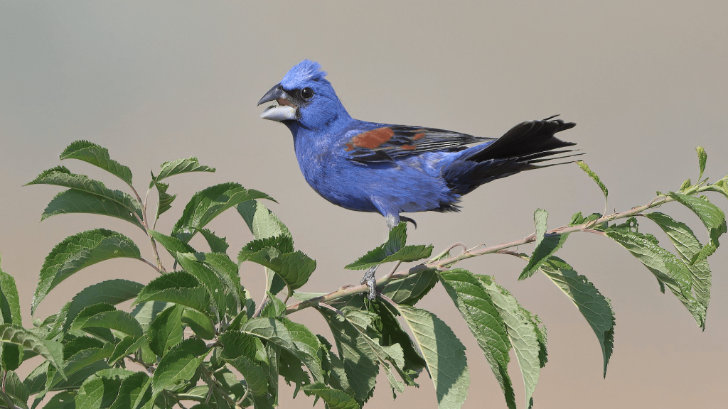 Blue Grosbeak © Matt Misewicz