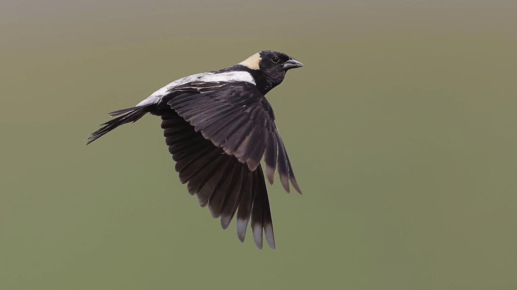 Bobolink © Matt Misewicz