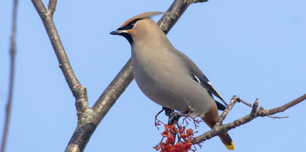 Bohemian Waxwing Bryan Calk Hero e1771349326923