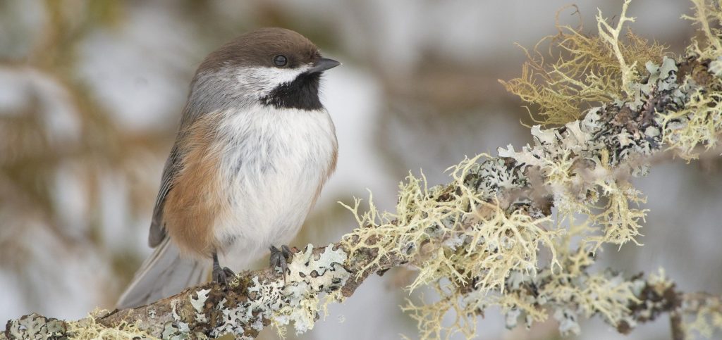Boreal Chickadee Bryan Calk Hero e1760135336189