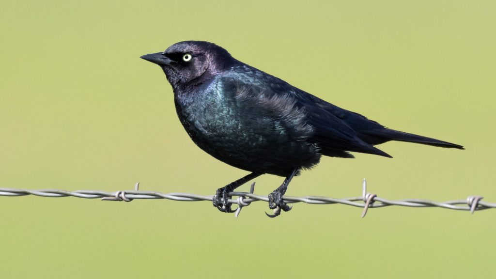 Brewer s Blackbird © Brad Imhoff alt