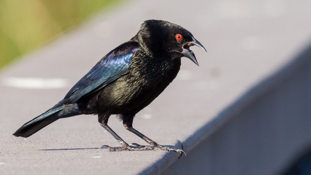 Bronzed Cowbird © Kyle Matera