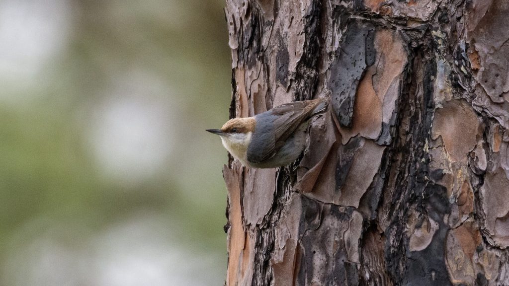 Brown headed Nuthatch © Kyle Matera
