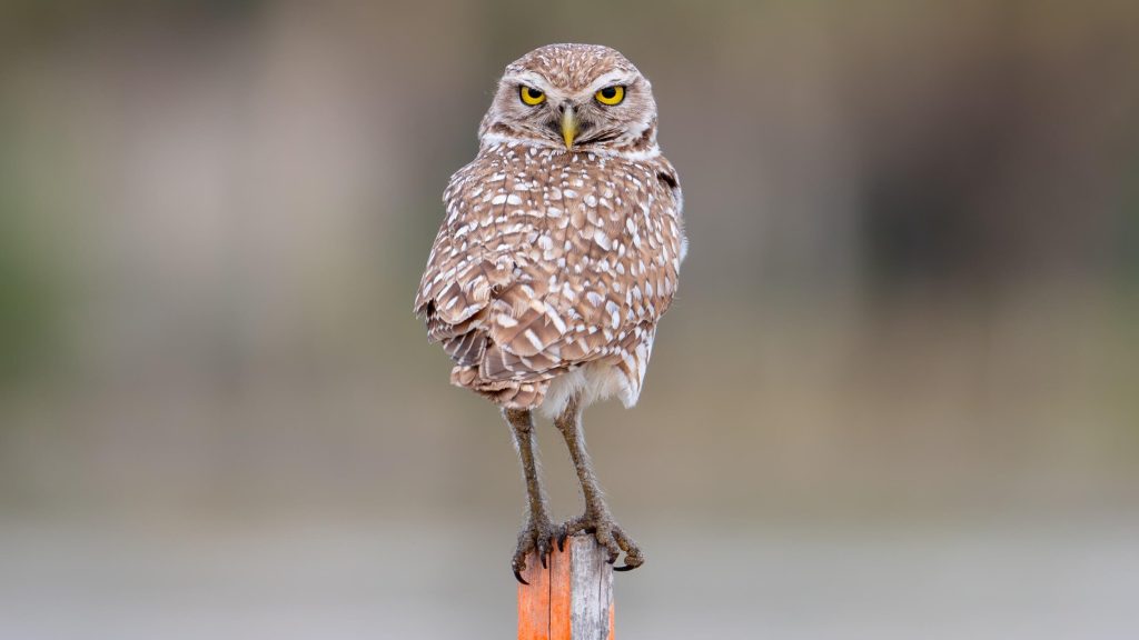 Burrowing Owl © Kyle Matera