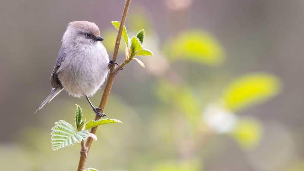 Bushtit © Liam Hutcheson HERO