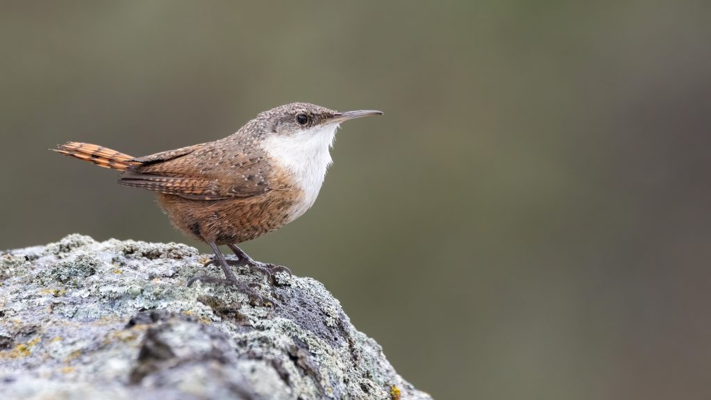 Canyon Wren © Liam Hutcheson HERO