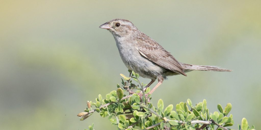 Cassin s Sparrow © Levi Plummer e1771426768932