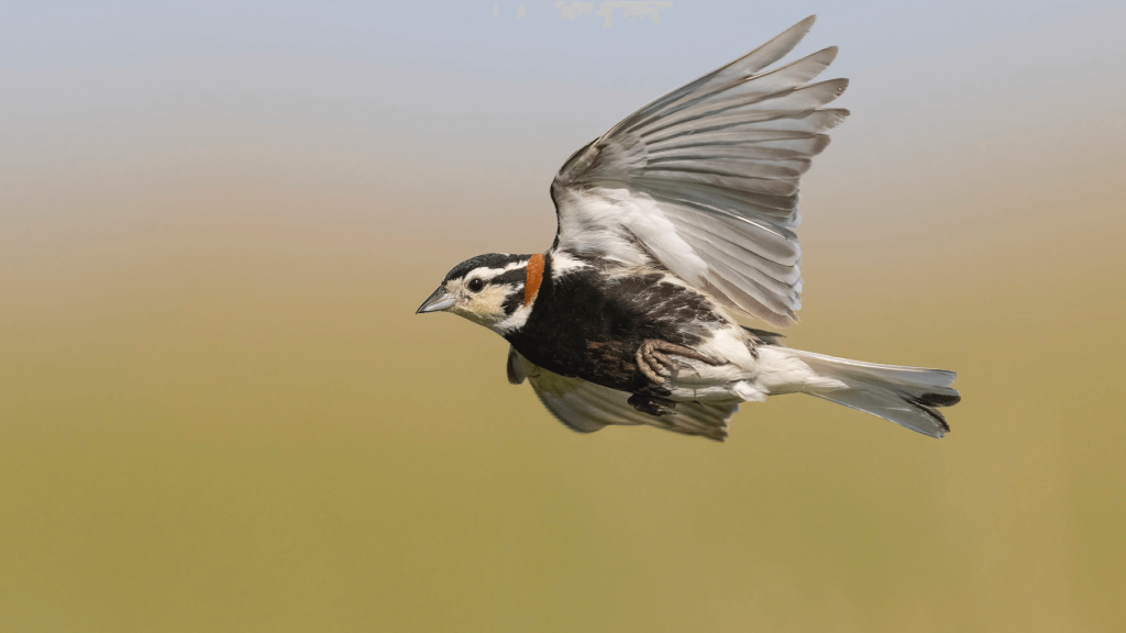 Chestnut collared Longspur © Matt Misewicz e1771291850460