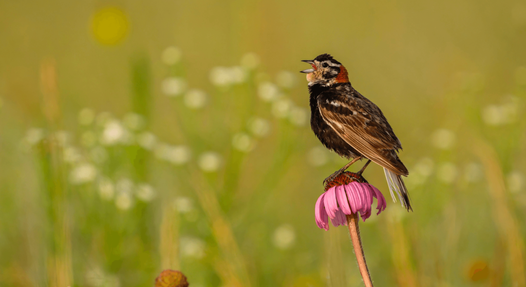 Chestnut collared Longspur © Seth Owens HERO