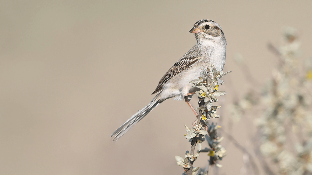 Clay colored Sparrow © Matt Misewicz