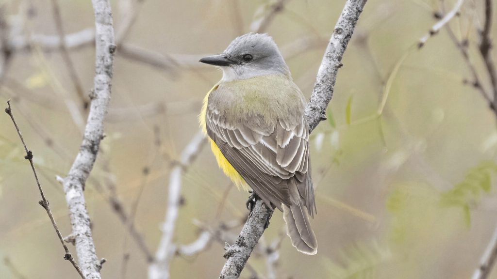 Couch s Kingbird © Bryan Calk