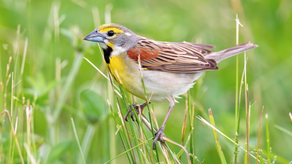 Dickcissel © Shailesh Pinto