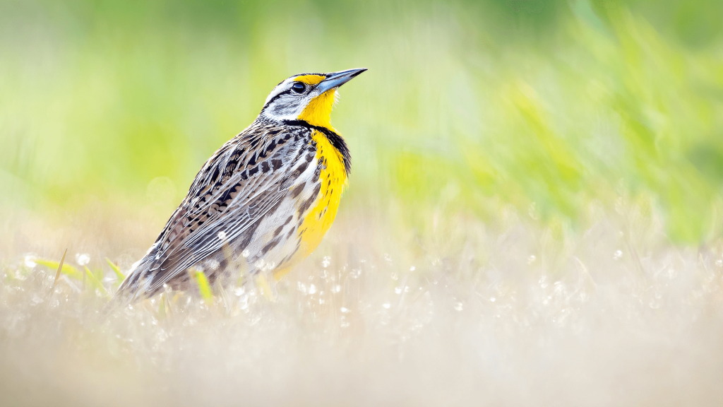 Eastern Meadowlark © Brad Imhoff