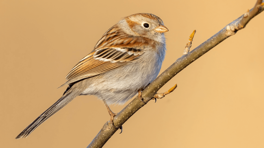 Field Sparrow © Brad Imhoff