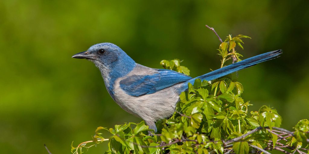 FlScrubJay 2 scaled fotor 2026021510059 2