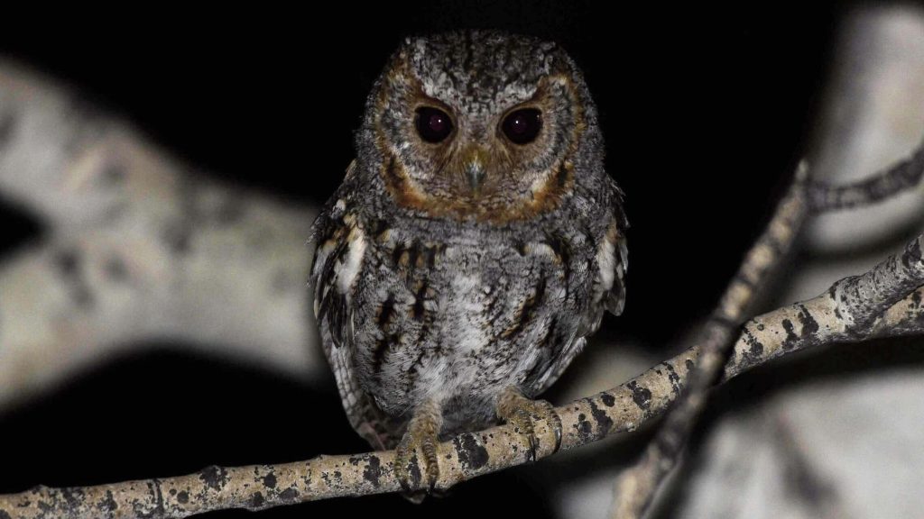 Flammulated Owl © David Tonnessen