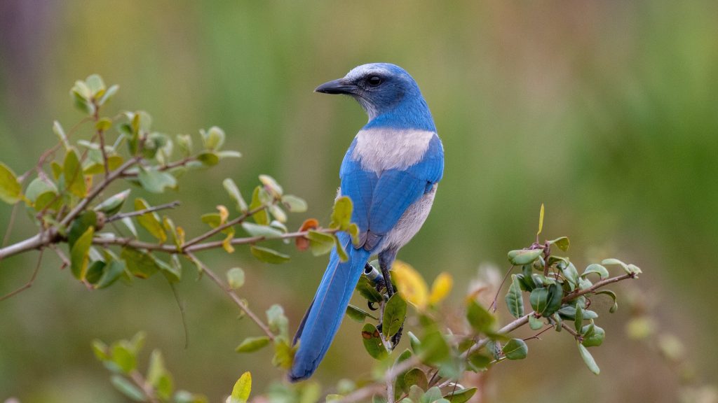 Florida Scrub Jay © Kyle Matera
