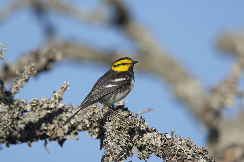 Golden cheeked Warbler Hero © Robert Royse