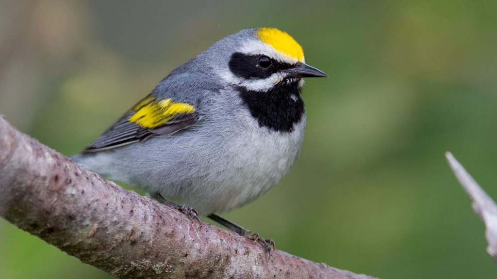 Golden winged Warbler © Shailesh Pinto