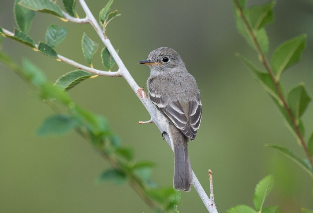 Gray Flycatcher © Jack Parlapiano HERO