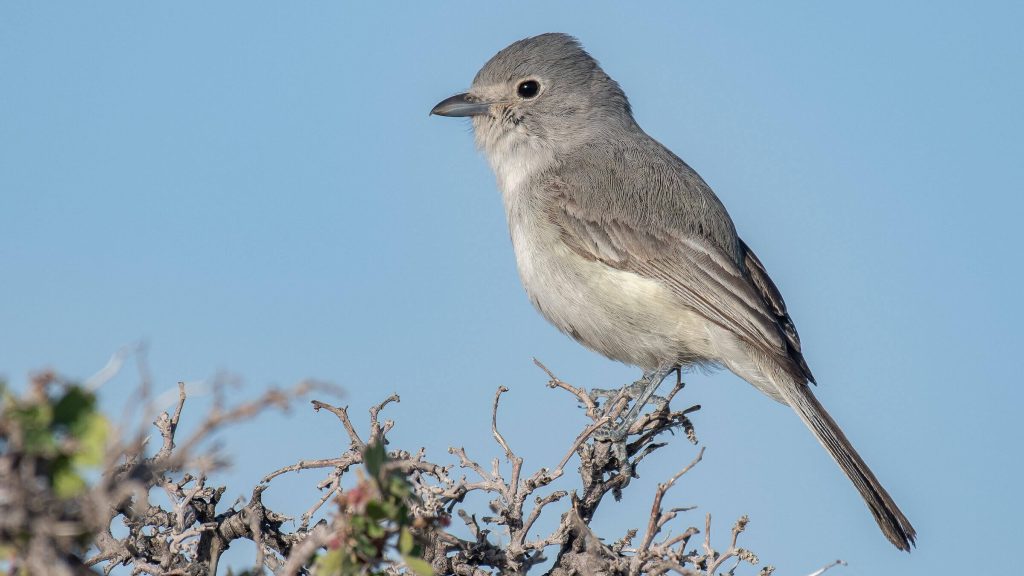 Gray Vireo © Jack Parlapiano