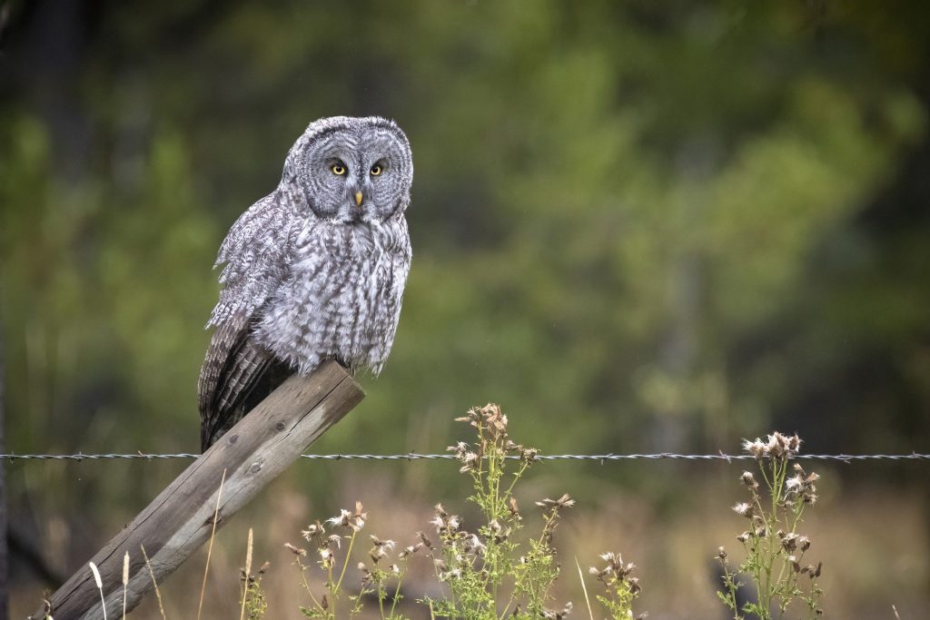 Great Gray Owl Bryan Calk Hero