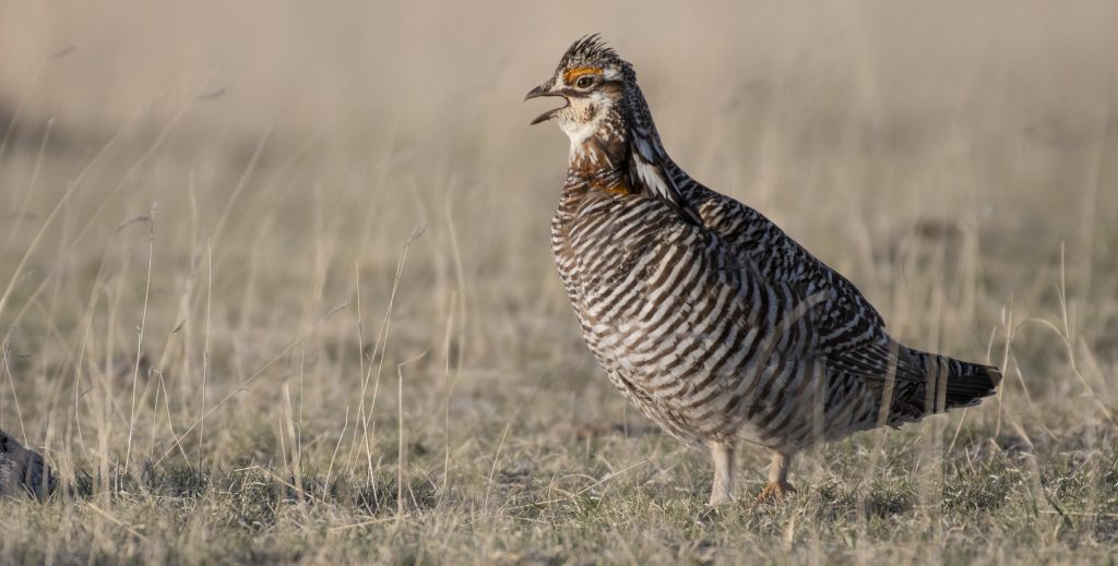 Greater Prairie Chicken Bryan Calk Hero e1763593025594
