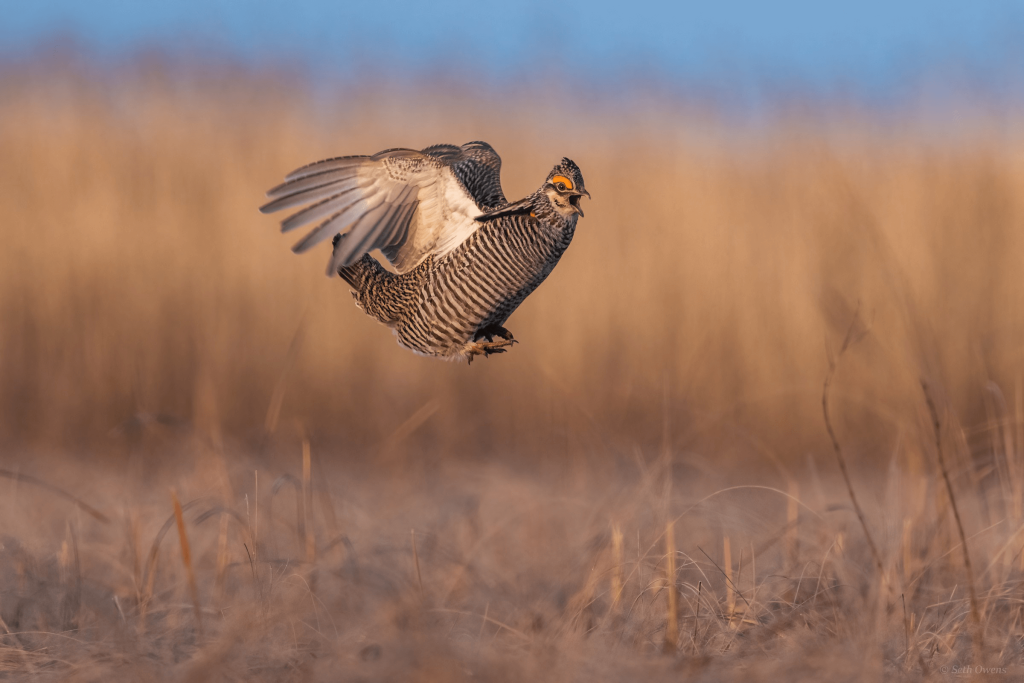 Greater Prairie Chicken © Seth Owens HERO