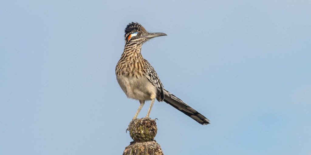 Greater Roadrunner © Jim Merritt e1771386461936