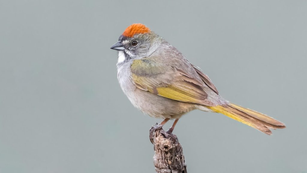 Green tailed Towhee © Jim Merritt1