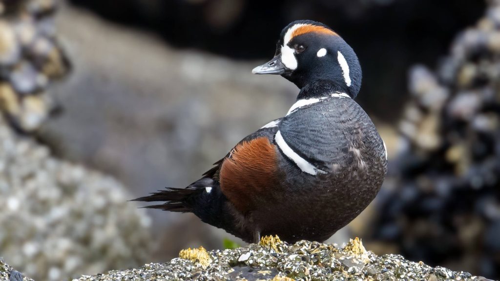 Harlequin Duck © Brad Imhoff