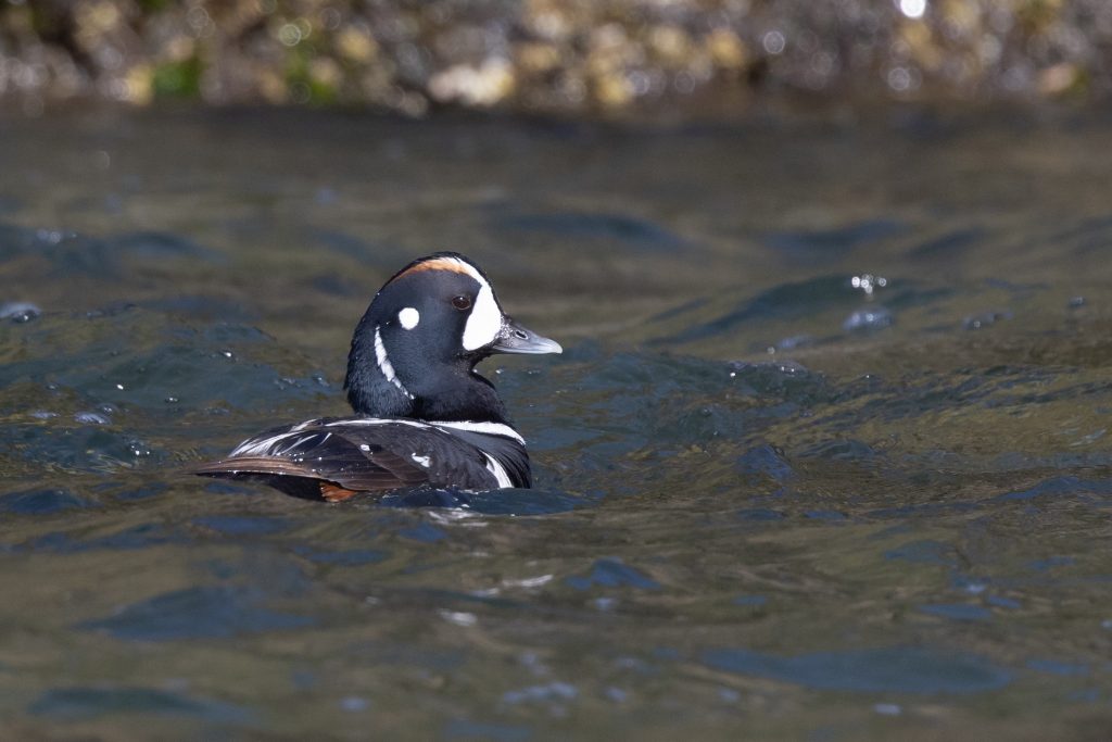 Harlequin Duck © Brad Imhoff