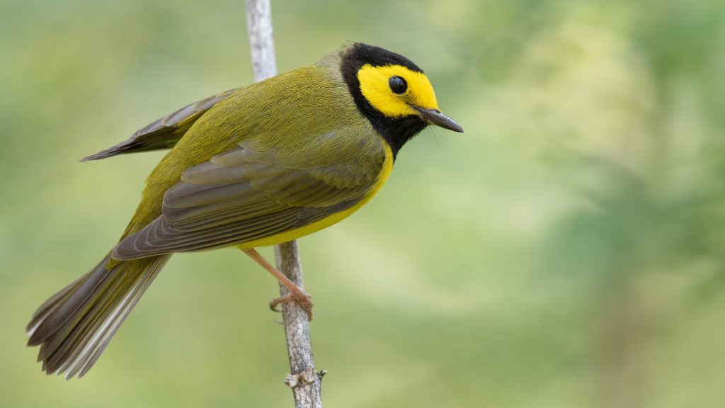 Hooded Warbler © Shailesh Pinto
