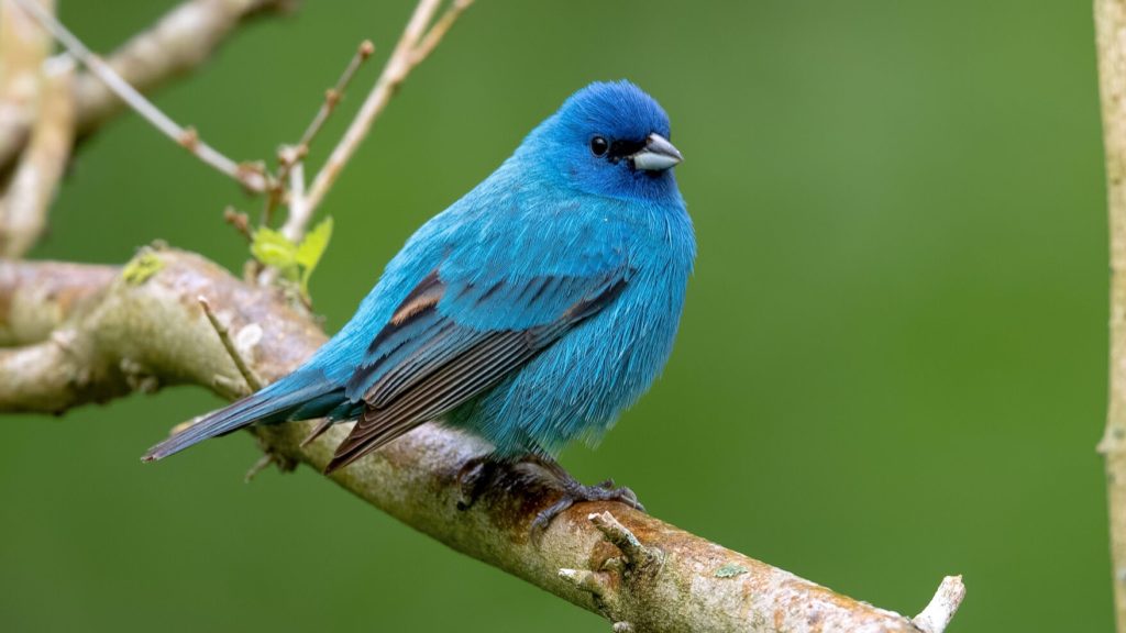 Indigo Bunting © Shailesh Pinto