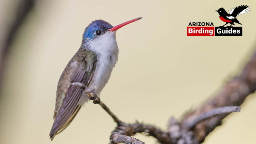 Janurary 2025 Bird